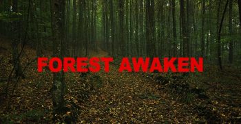 forest awaken