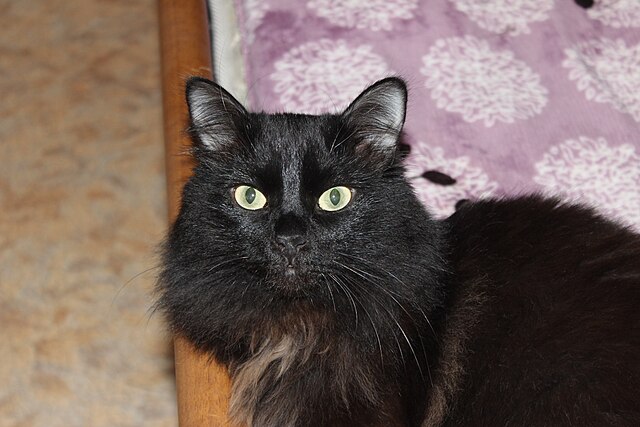 Black Cat