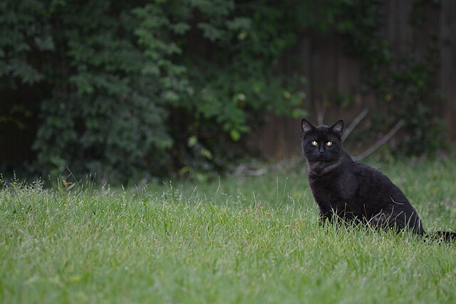 Black Cat
