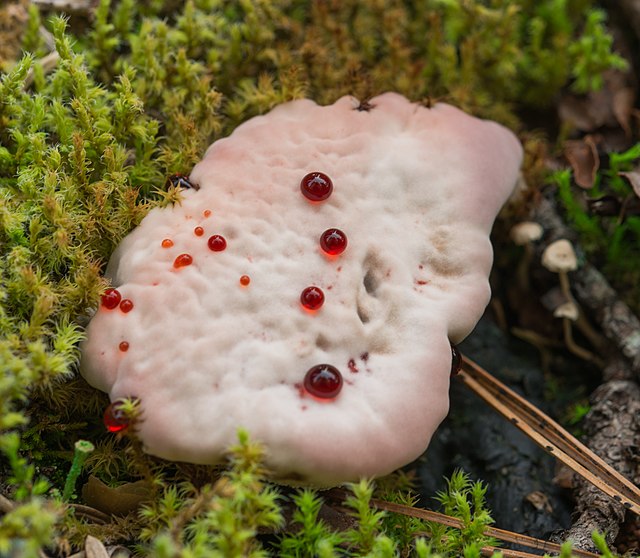 Bleeding Tooth Fungus