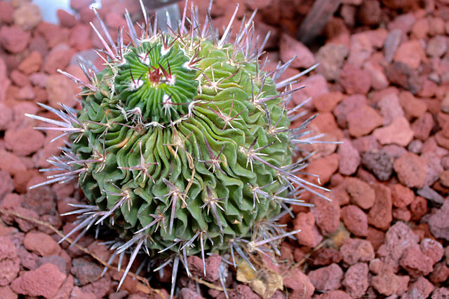 Brain Cactus