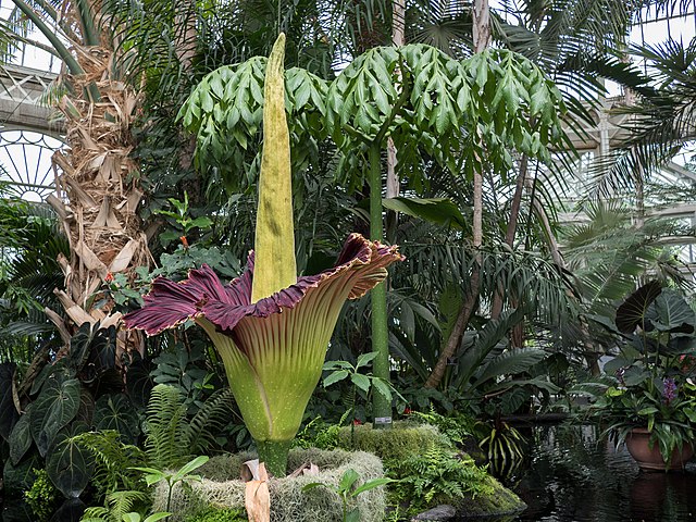 Corpse Flower