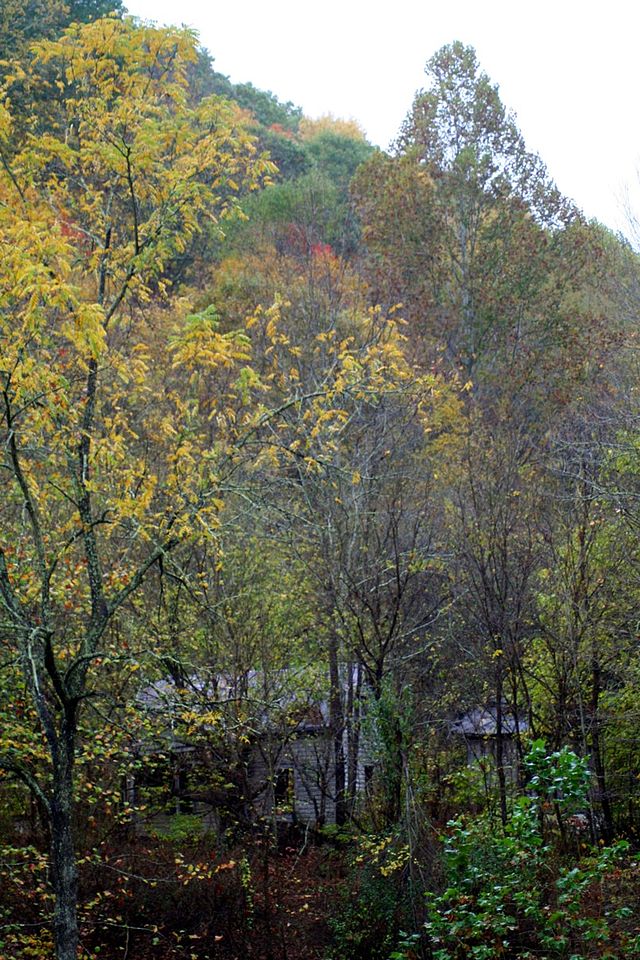 Woods de casa velha, Virgínia
