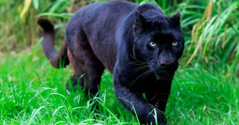 Otways Panther