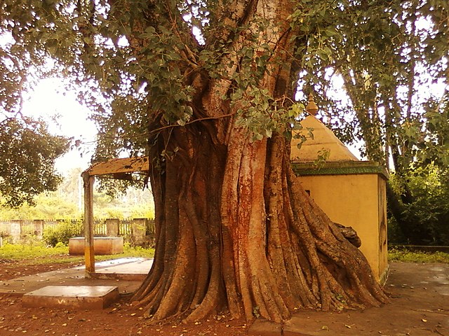Peepal Tree at Night
