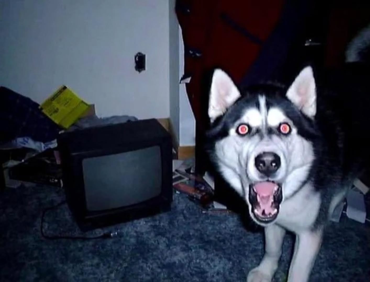 Smile Dog TV
