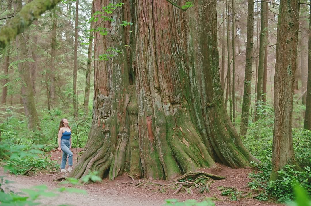 Antiga Floresta de Crescimento do Stanley Park, Vancouver