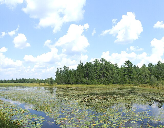 The Pine Barrens, Nova Jersey